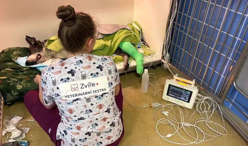 Vyšetření psa na klinice