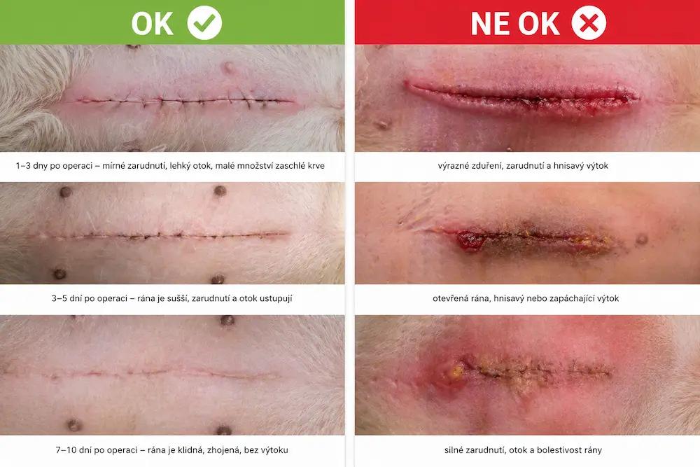 Jak vypadá rána po operaci zvířete