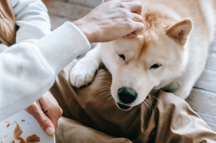 Jak vyndat psovi kost z krku?