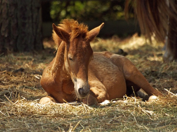 Rozdíl mezi narkolepsií a spánkovou deprivací u koní