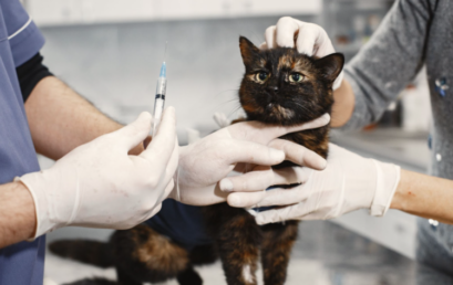 Očkování koček: kdy a proti jakým onemocněním?
