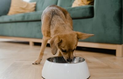 V čem se liší strava pro kastrované psy a kočky?