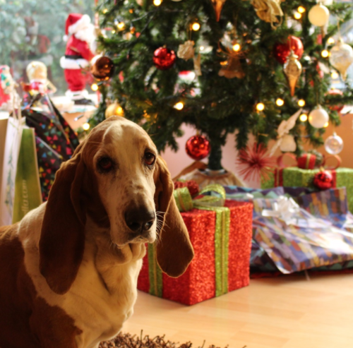 Nevyčíslitelný vánoční dar pro vaše zvíře jsou zdravé klouby