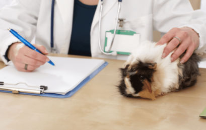 I morče potřebuje svého veterináře
