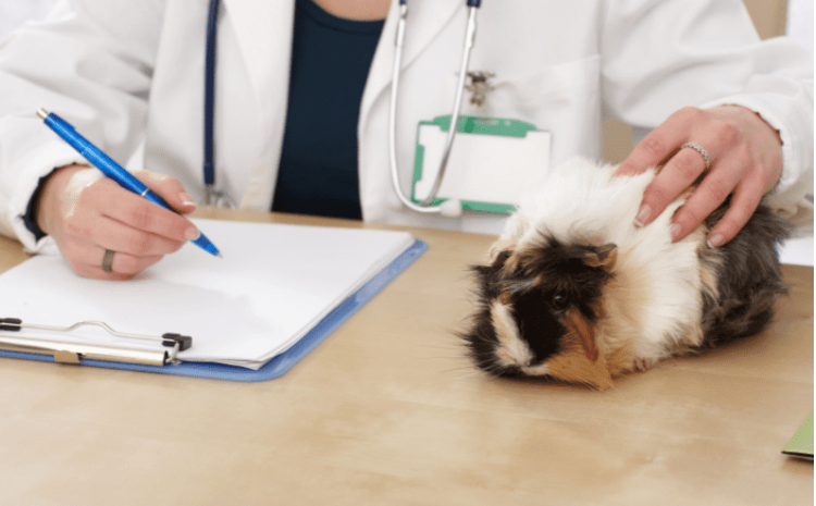 I morče potřebuje svého veterináře I morče potřebuje svého veterináře