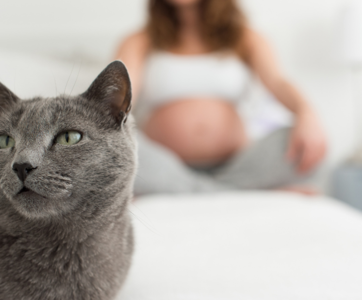 Toxoplazmóza: Jsou kočky pro těhotenství nebezpečné?