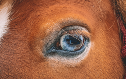 Jak vidí koně?