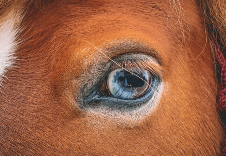 Jak vidí koně?