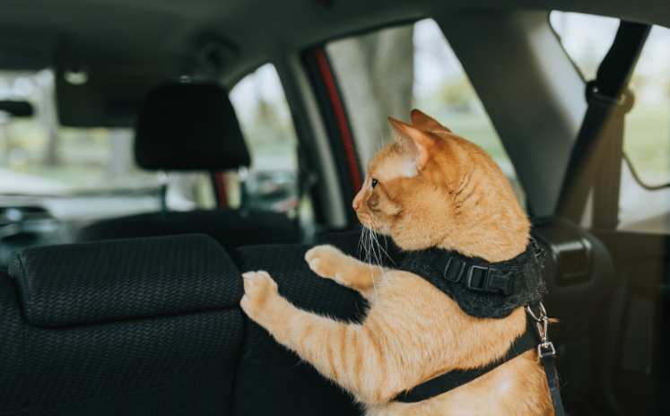 Kočka v autě: jak ji bezpečně přepravovat?