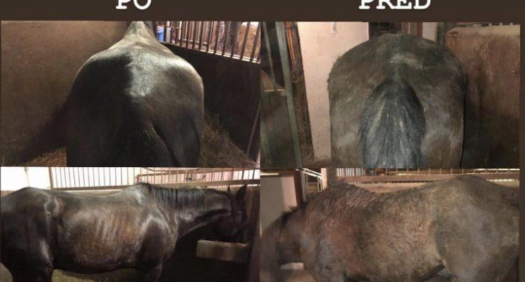 Jak pomáhá kolagen pro koně: valachovi Bleskovi prodloužil život