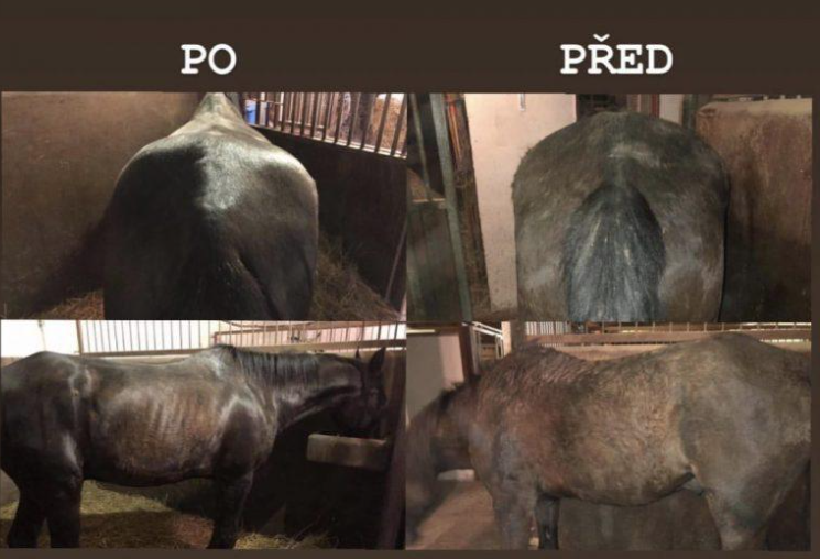 Jak pomáhá kolagen pro koně: valachovi Bleskovi prodloužil život Jak pomáhá kolagen pro koně: valachovi Bleskovi prodloužil život