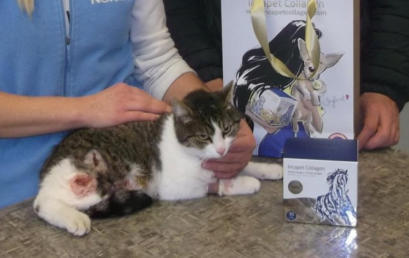 Kočička Babčanka ze Svobody zvířat: zotavila se díky kolagenu