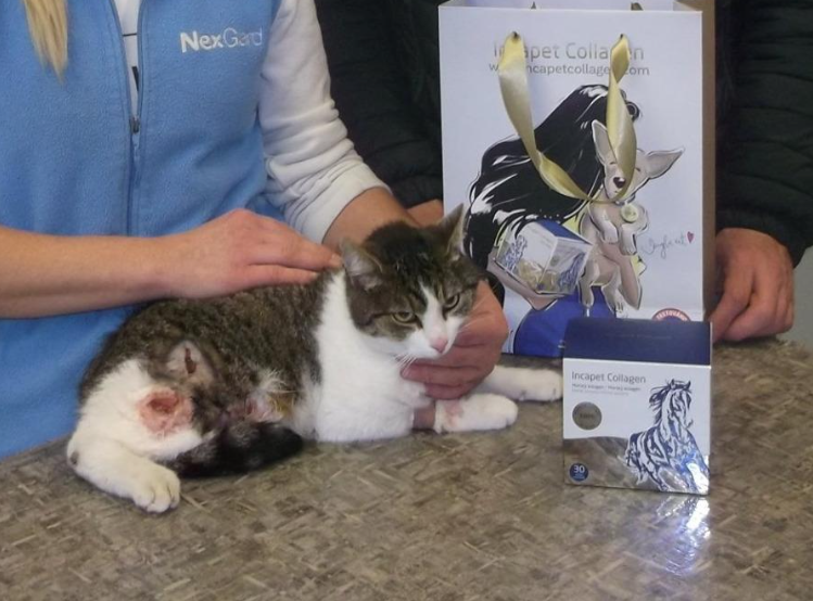 Kočička Babčanka ze Svobody zvířat: zotavila se díky kolagenu
