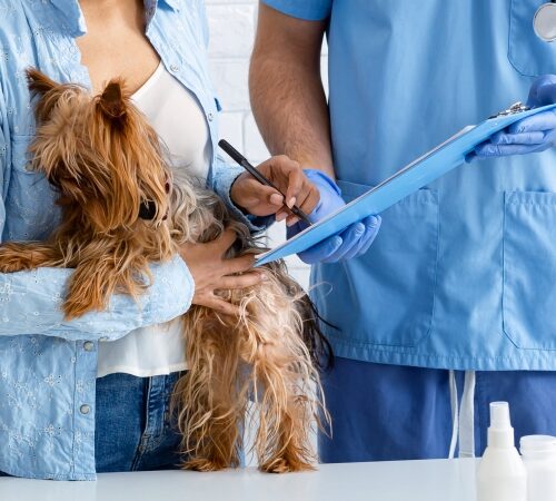 6 nejčastějších úrazů psů, které pojišťovna proplácí